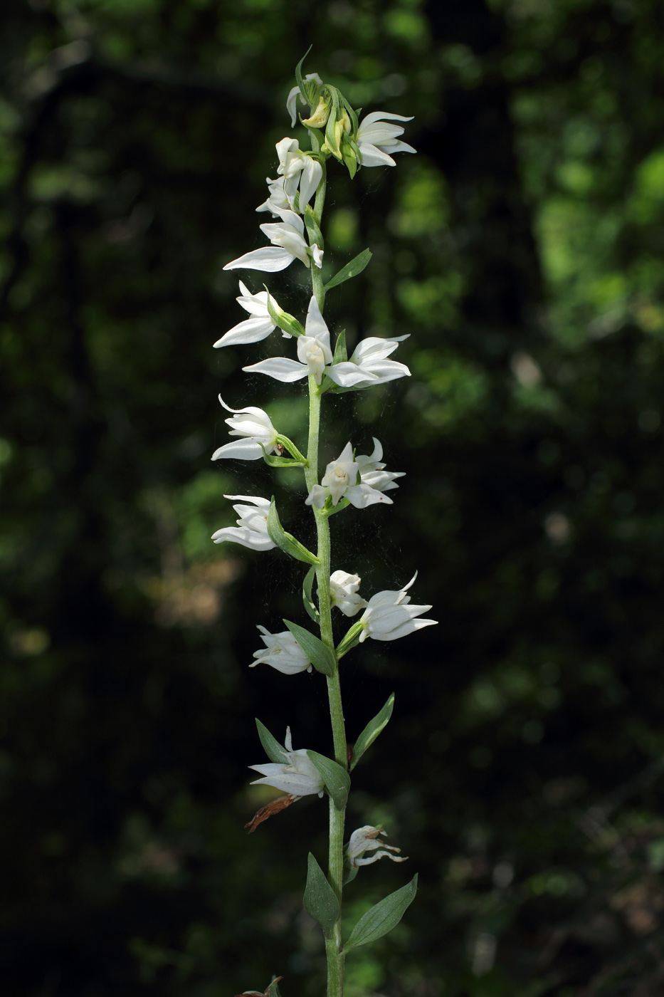 Image of Cephalanthera epipactoides specimen.