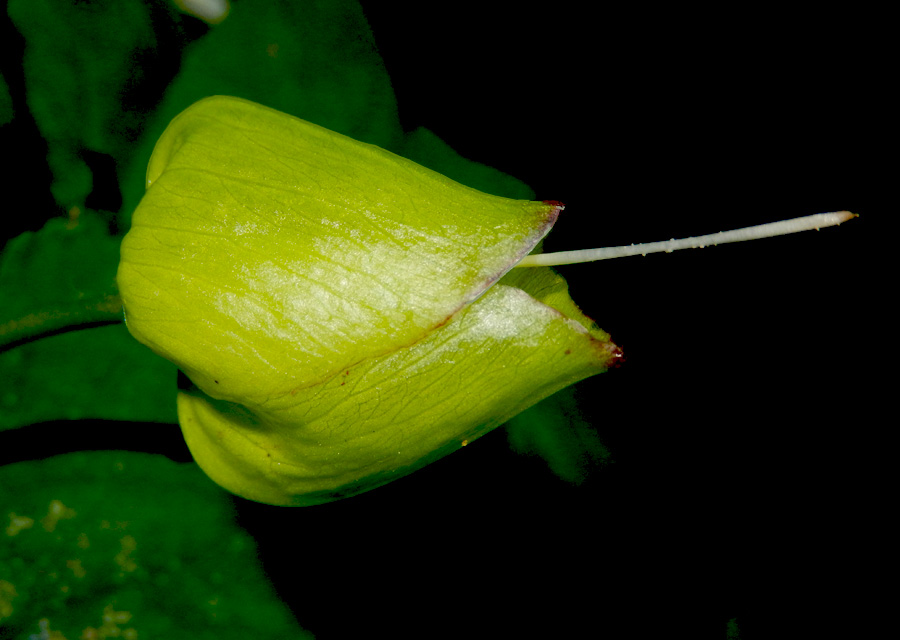 Image of Calystegia silvatica specimen.