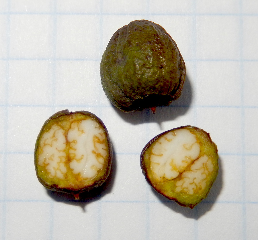 Image of Hedera helix specimen.