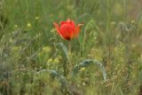 Tulipa alberti