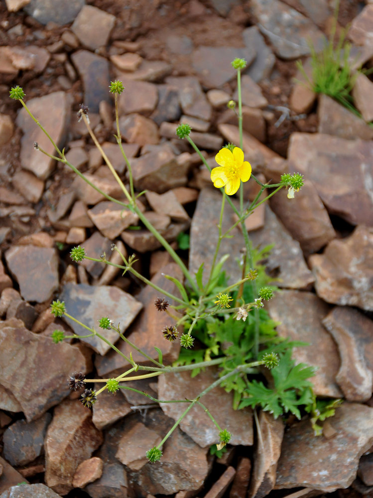 Изображение особи Ranunculus propinquus.