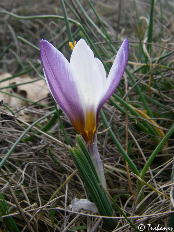 Изображение особи Crocus tauricus.