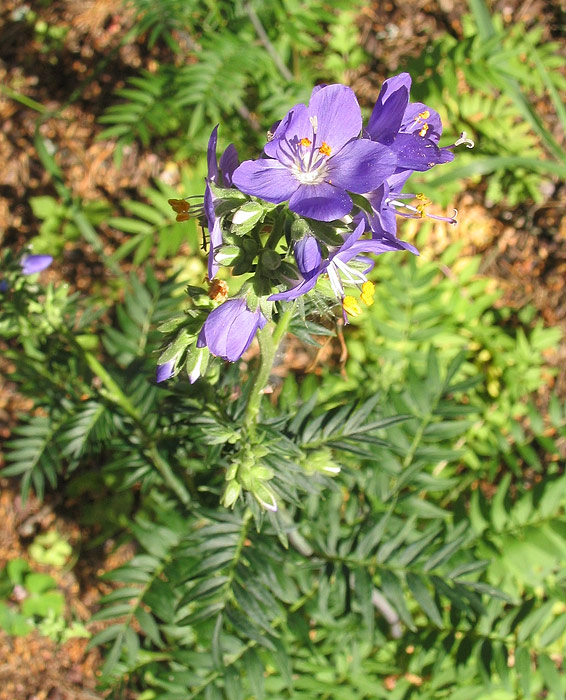 Изображение особи Polemonium caeruleum.