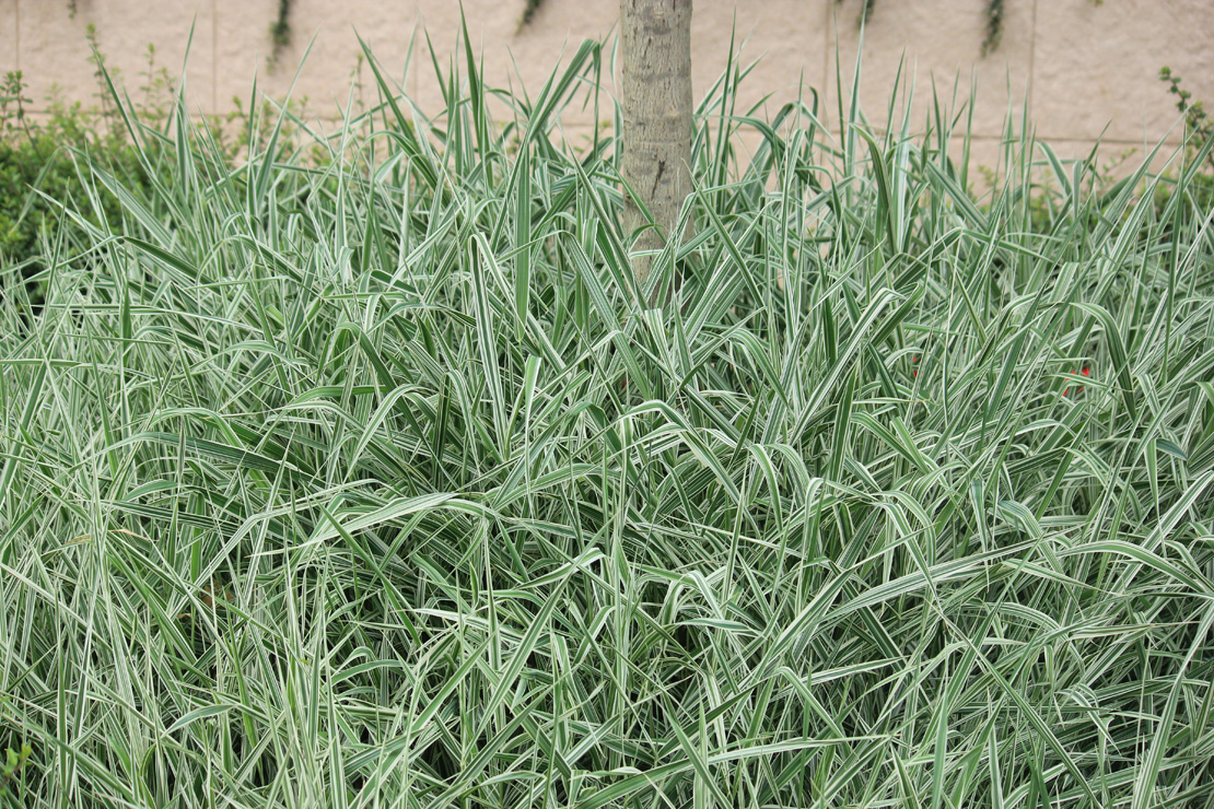 Image of Phalaroides japonica specimen.