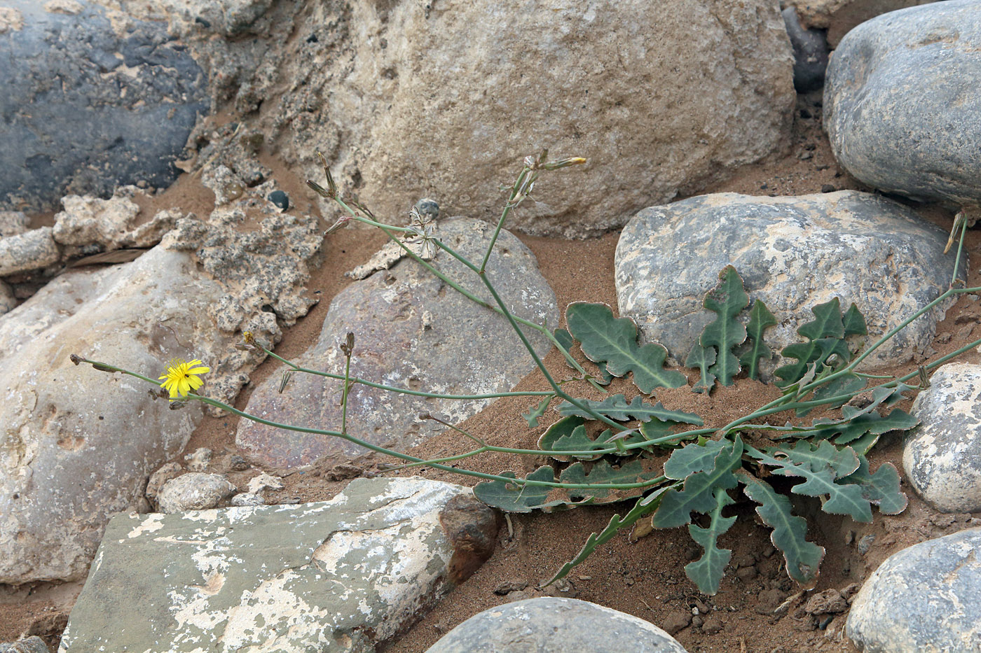 Image of Paramicrorhynchus procumbens specimen.