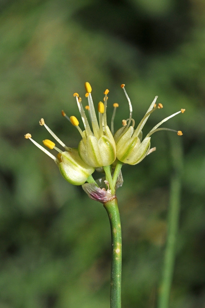 Изображение особи Allium tianschanicum.