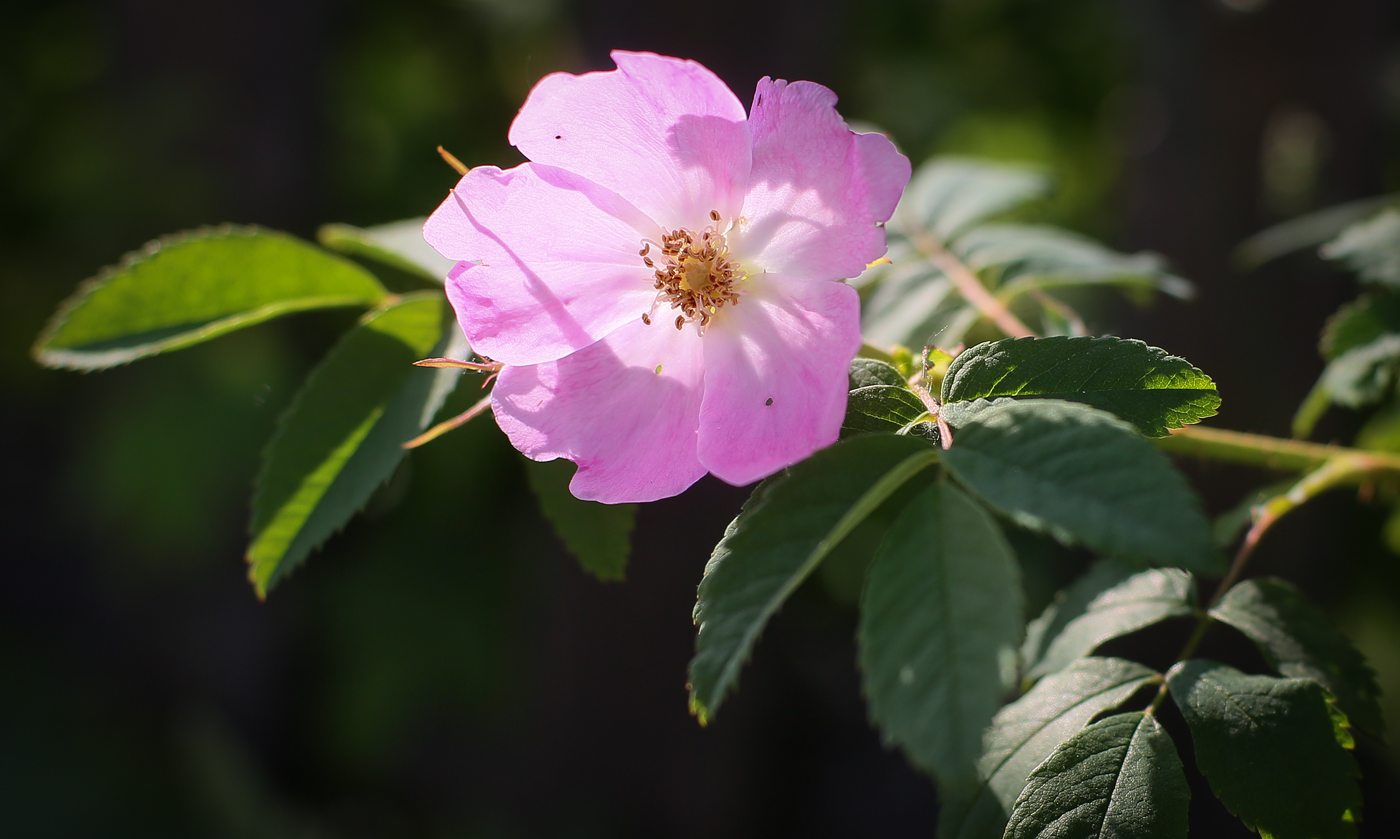 Image of Rosa cinnamomea specimen.