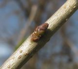 Ligustrum vulgare