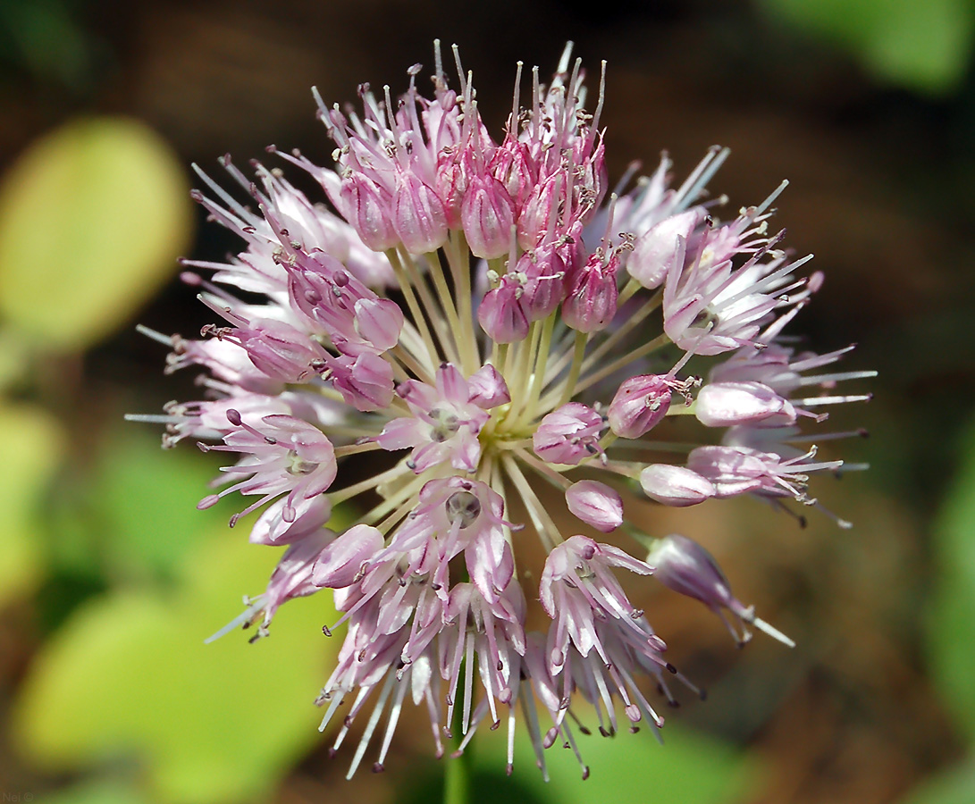 Image of Allium strictum specimen.