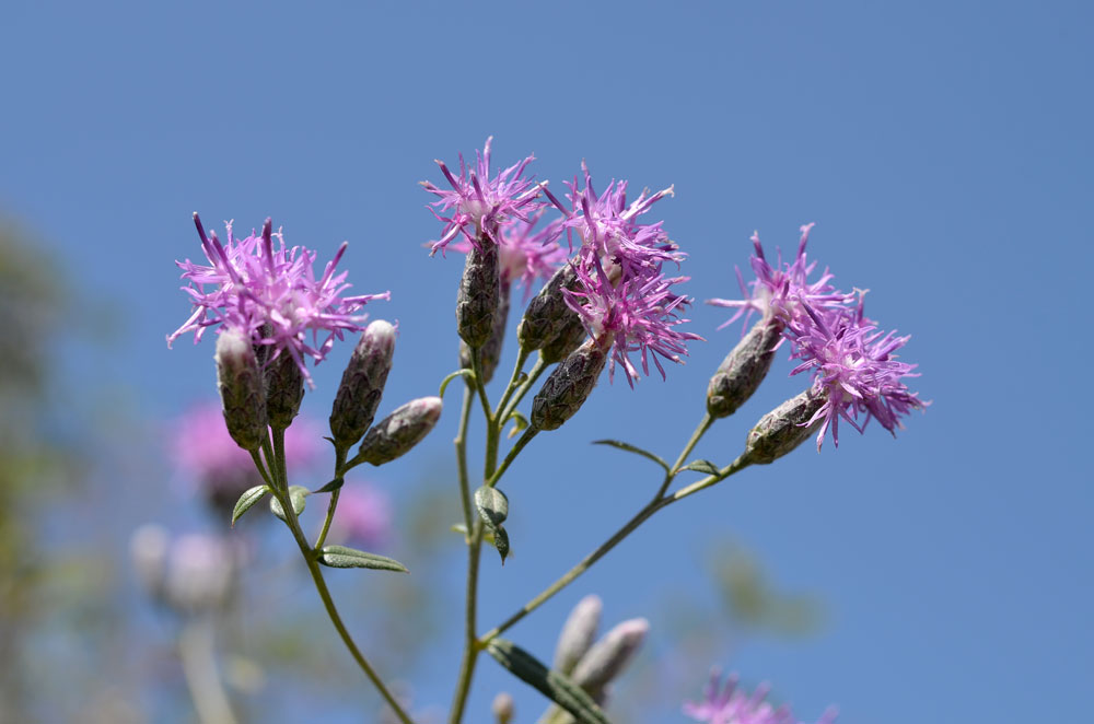 Изображение особи Saussurea elegans.