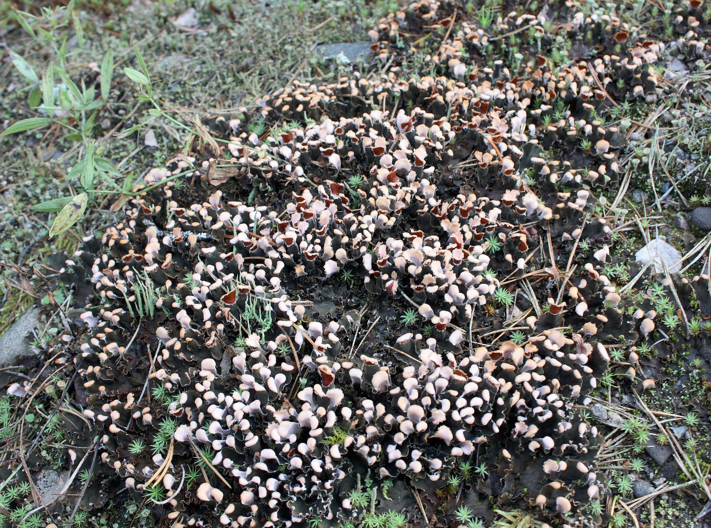 Image of genus Peltigera specimen.