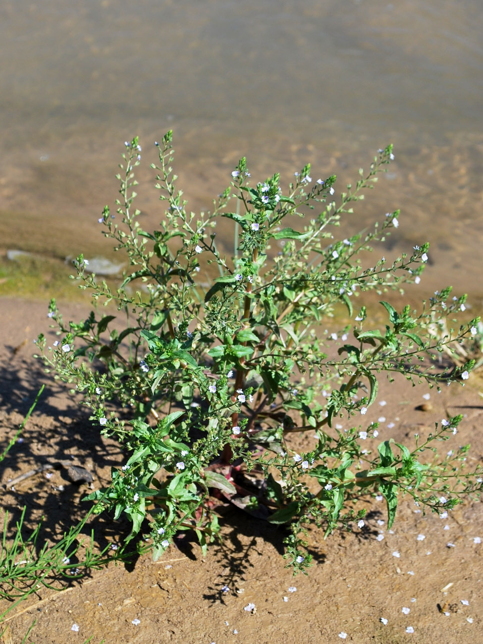 Image of Veronica oxycarpa specimen.