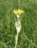 Tragopogon dasyrhynchus. Верхушка растения с формирующимися и распустившимся соцветиями. Украина, Запорожский р-н, участок разнотравной степи, возле старой дороги. 07.06.2016.