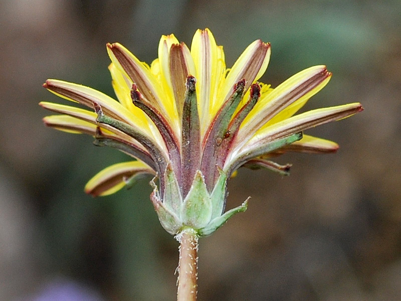 Image of Taraxacum brevirostre specimen.