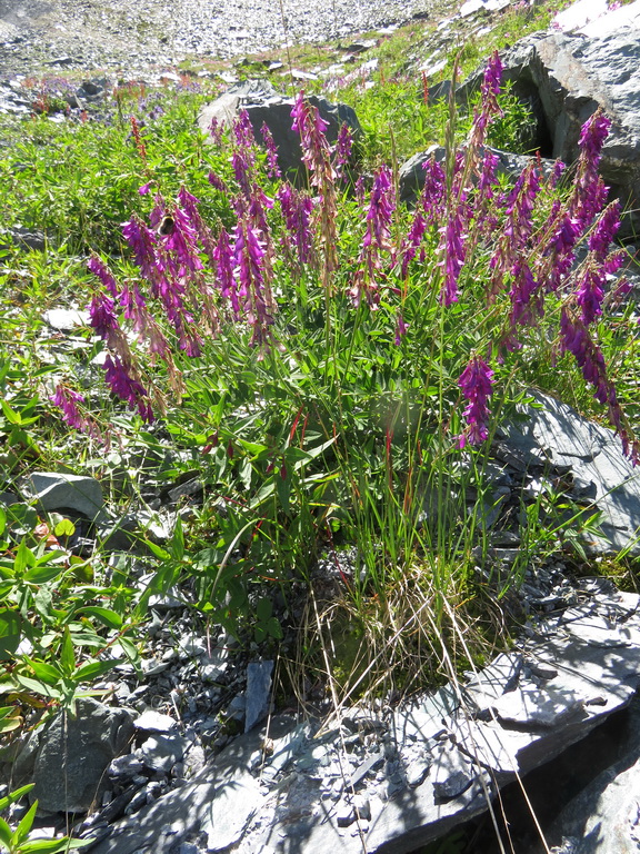 Изображение особи Hedysarum austrosibiricum.