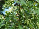 Quercus rubra. Часть ветви с незрелыми желудями. Польша, Варшава. 27.06.2009.