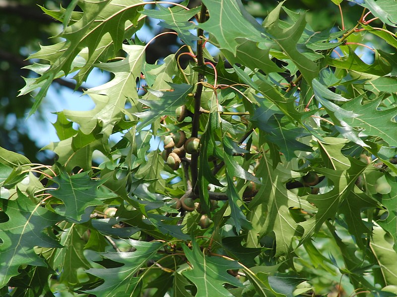 Image of Quercus rubra specimen.