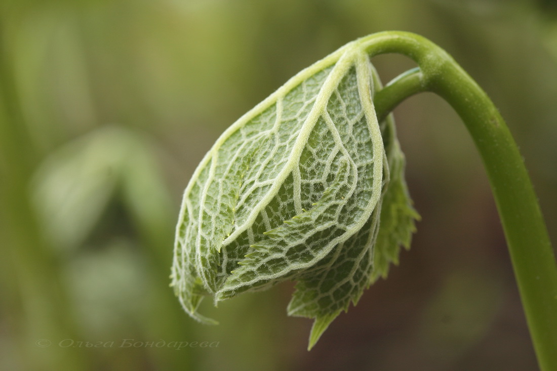 Изображение особи Glaucidium palmatum.