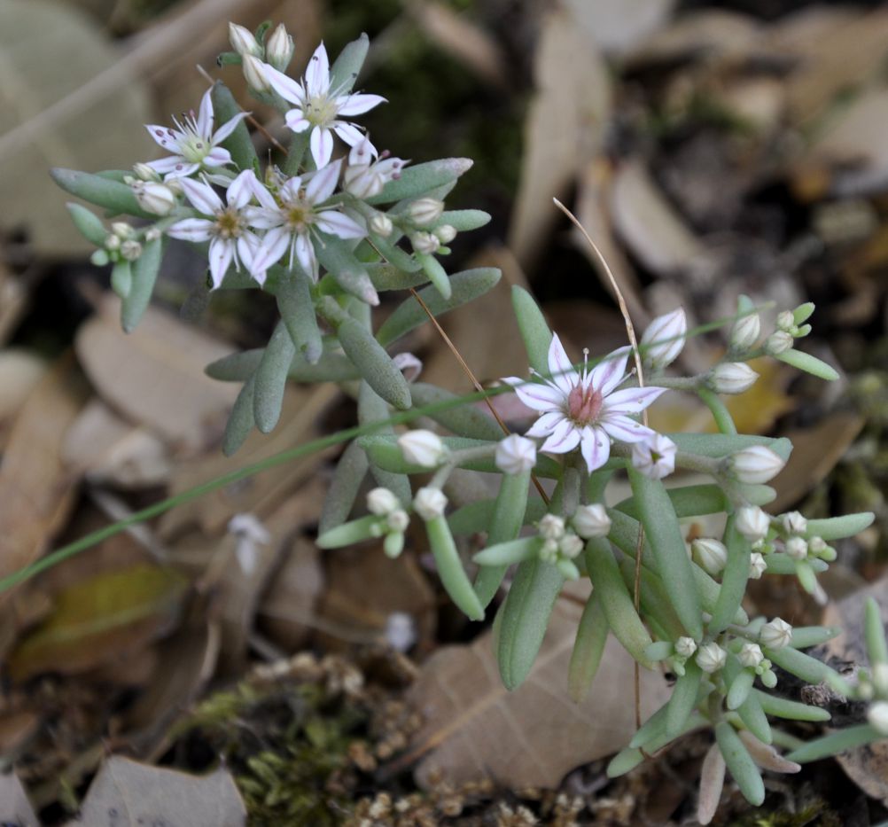 Изображение особи Sedum hispanicum.