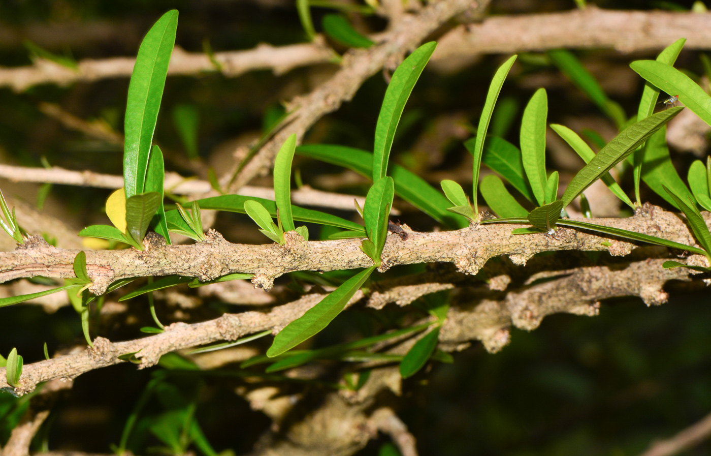 Изображение особи Crescentia alata.