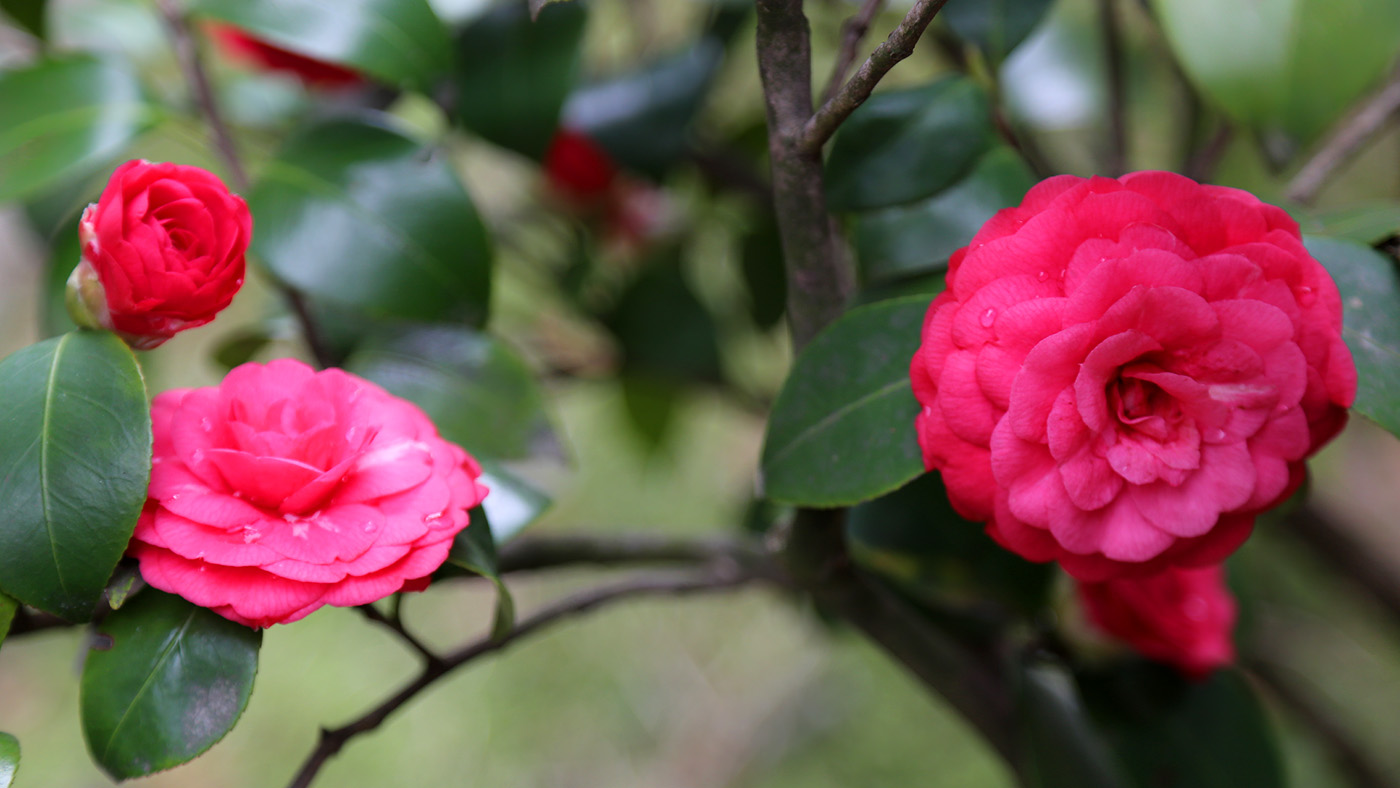 Image of Camellia japonica specimen.