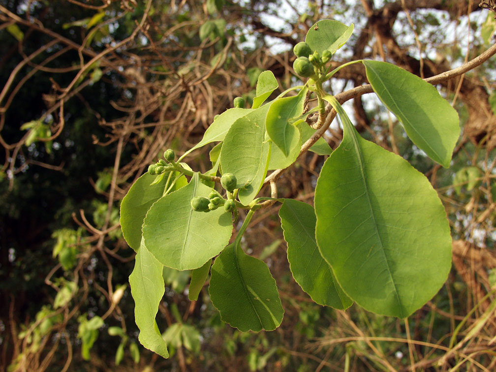 Изображение особи Gymnosporia montana.