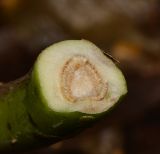 Cerbera odollam