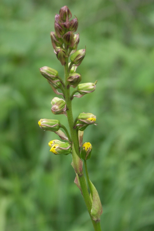 Image of Ligularia lydiae specimen.