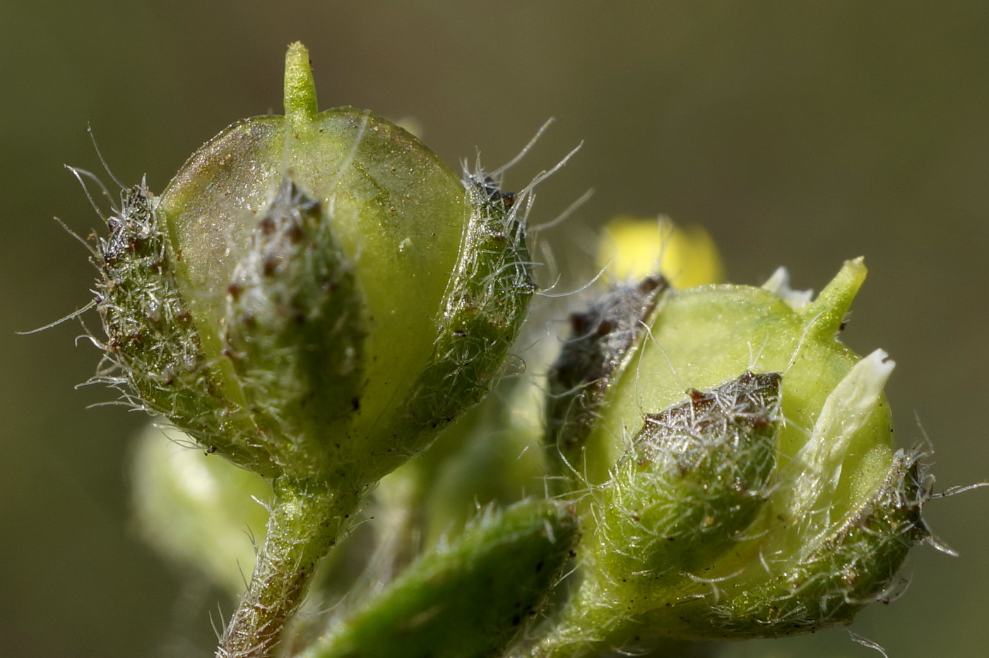Image of Alyssum minutum specimen.