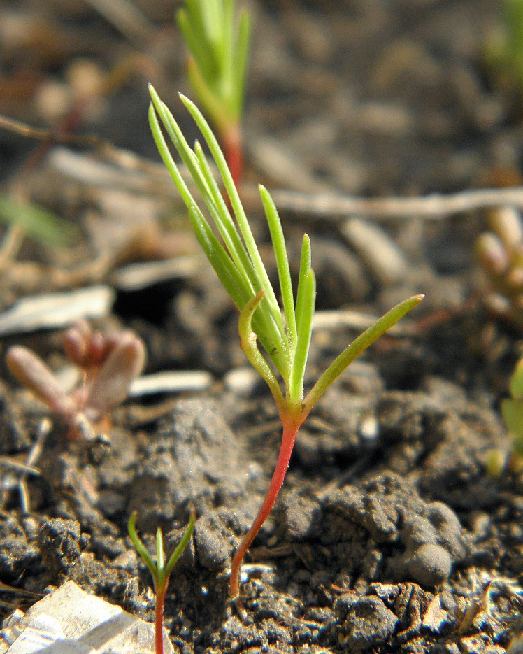 Image of Polycnemum majus specimen.