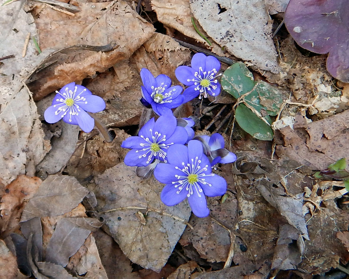 Изображение особи Hepatica nobilis.