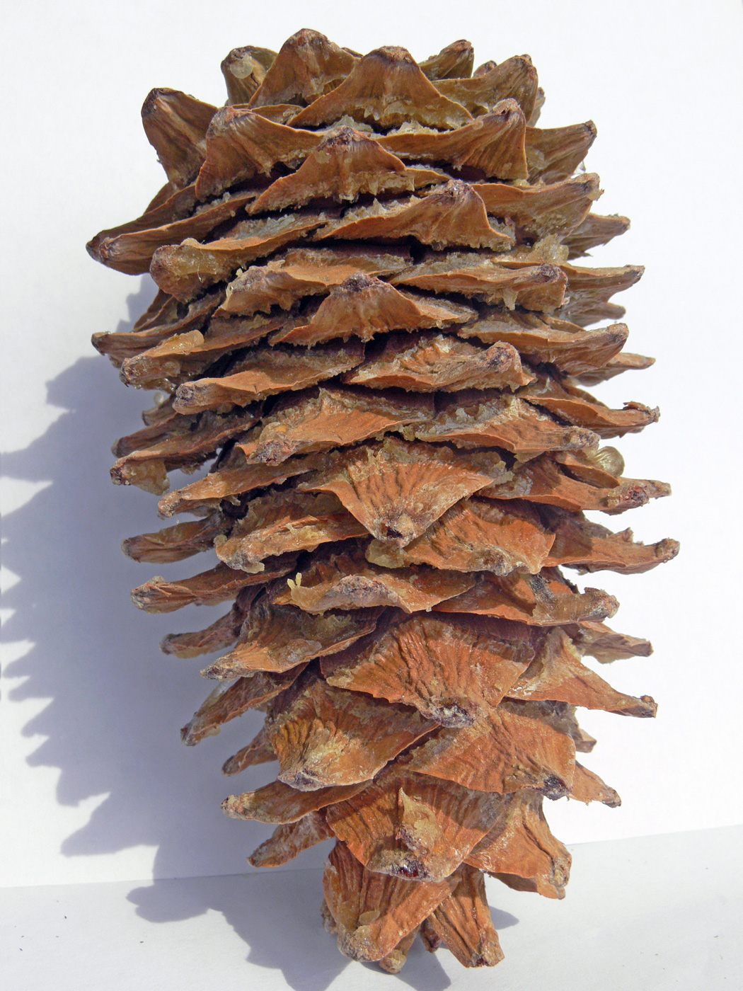 Image of Pinus koraiensis specimen.