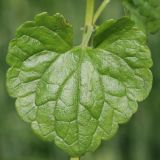 Glechoma hederacea