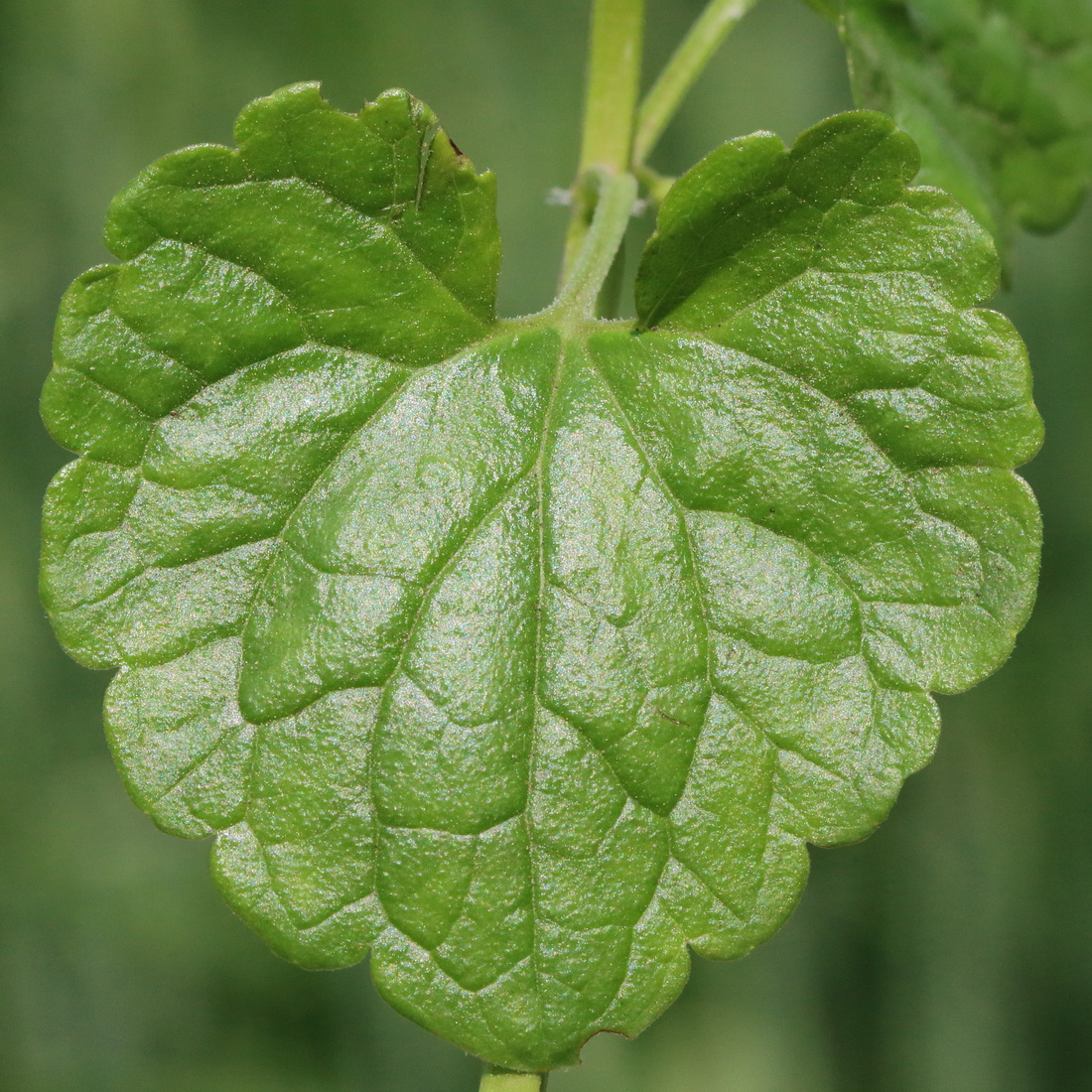 Image of Glechoma hederacea specimen.