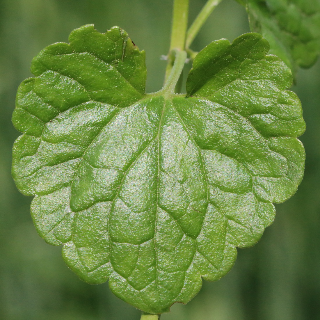 Изображение особи Glechoma hederacea.