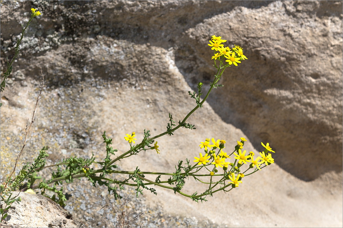 Изображение особи Senecio vernalis.