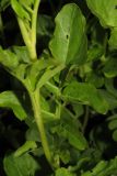 Cardamine amara