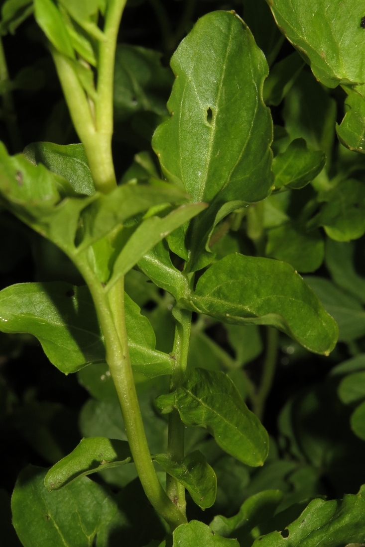 Изображение особи Cardamine amara.