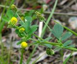 Medicago lupulina. Побег с соцветиями и зреющими соплодиями. Санкт-Петербург, двор Санкт-Петербургского гос. университета. 28.07.2009.