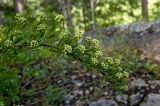 Spiraea crenata
