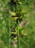 Carex polyphylla. Часть соплодия с сидящей личинкой клопа. Краснодарский край, Абинский р-н, окр. пос. Новый, луг на месте старой вырубки(?). 13.06.2017.