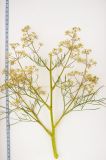 Image of specimen