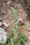 Artemisia vulgaris