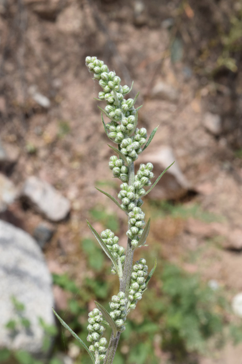 Image of Artemisia vulgaris specimen.