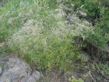 Gypsophila paniculata. Цветущее растение. Казахстан, г. Усть-Каменогорск, сопки на левом берегу р. Иртыш. 10.07.2005.