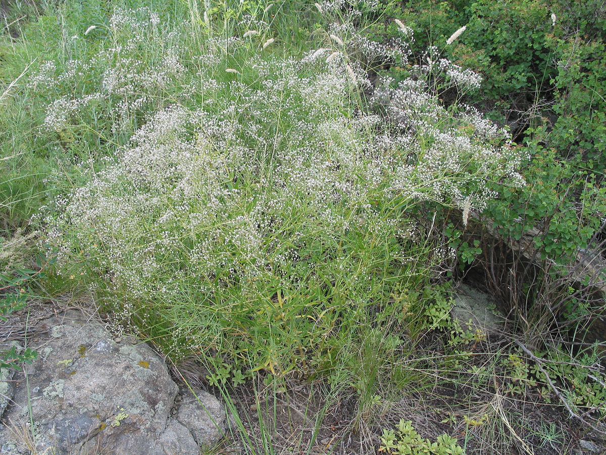 Image of Gypsophila paniculata specimen.