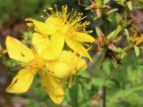 Hypericum perforatum. Цветки с мимикрирующим под их цвет пауком Misumena vatia. Беларусь, Минская обл., Дзержинский р-н, Негорельский сельский совет, недалеко от остановочного пункта Асино, зарастающая просека в смешанном лесу. 15.07.2017.