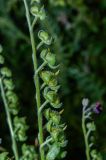 Cynoglossum officinale