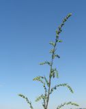 Artemisia campestris