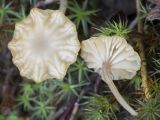 Lichenomphalia umbellifera